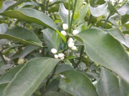 柑橘用蔓葉水溶肥效果怎么樣？